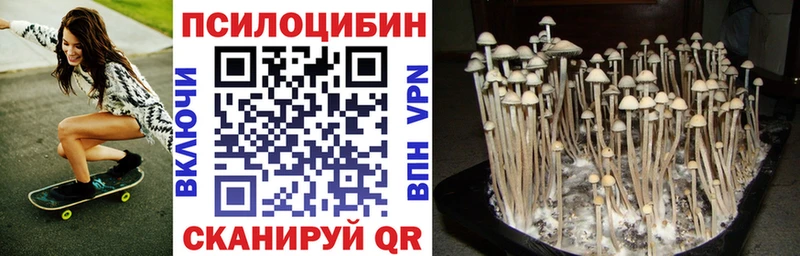Купить где  Рыльск  Галлюциногенные грибы Psilocybe 